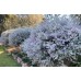 Silver Silky Eremophila nivea 1 Plants Emu Bush Purple Flowering Native